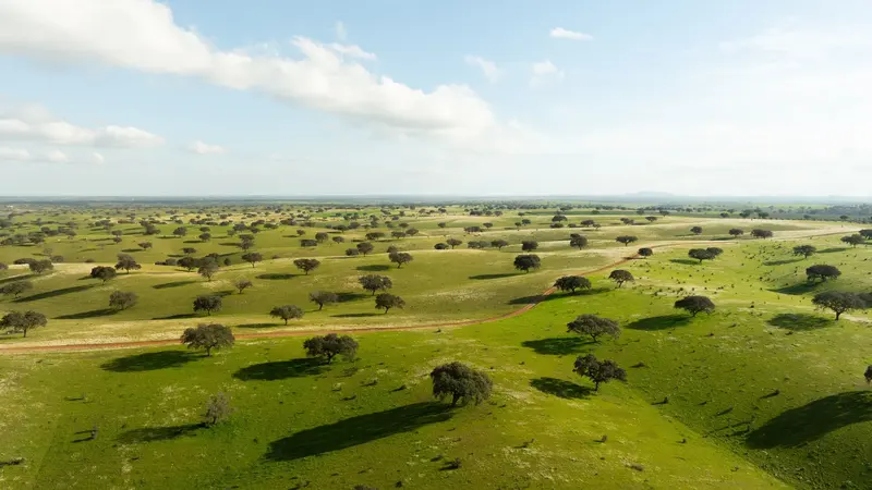 Pianura dell'Alentejo con querce da sughero